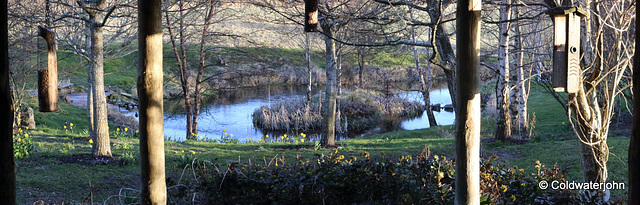 Late afternoon by the Pond