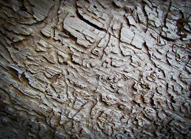 Termite Texture on Pine Log