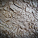 Termite Texture on Pine Log