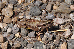 Holiday 2009 – Grasshopper