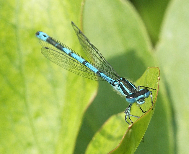 Common Blue Damselfly, male