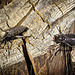 Stump with Pair of Robber Flies