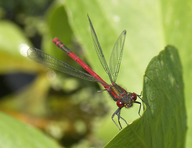 Large Red Damselfly, male