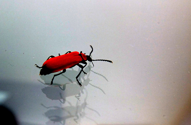 Alexander Beetle