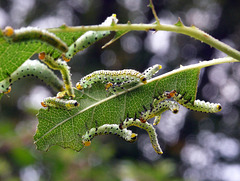 Caterpillars 2