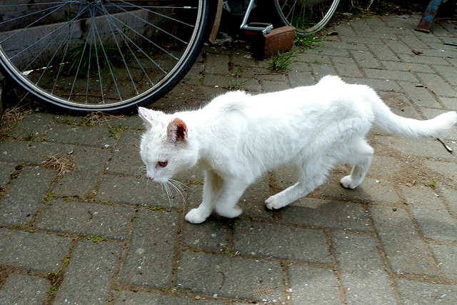 Old white cat