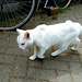 Old white cat