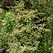 Ulmus parvifolia 'Geisha '