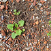 self-sown native pelargoniums