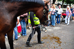 Paardenmarkt Voorschoten 2012 – Led away