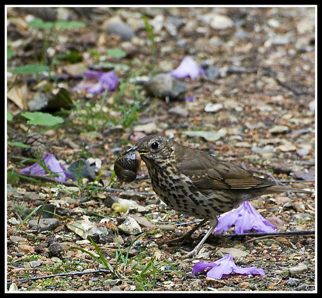 Thrush with snail