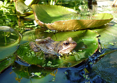 Frog-on-a-lilypad