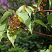 Acer davidii 'Serpentine ' - section jaspés