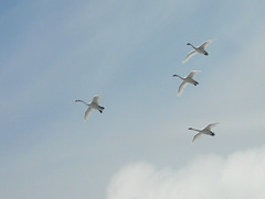 The grace of distant Trumpeter Swans