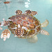 Hornbill Sea Turtle