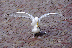 Married life for gulls