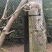 Europäische Wildkatze (Opel-Zoo)