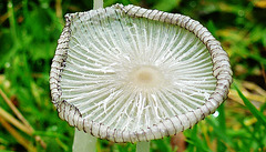 fungi in hatfield forest, essex
