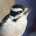 Downy Woodpecker up close