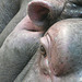 Up close and personal with a Hippo