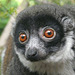 Mongoose Lemur female
