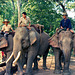 Chiang Mai Teak Working Elephants