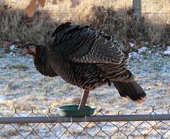 First scattering of snow  and the turkeys ! 10-12-12