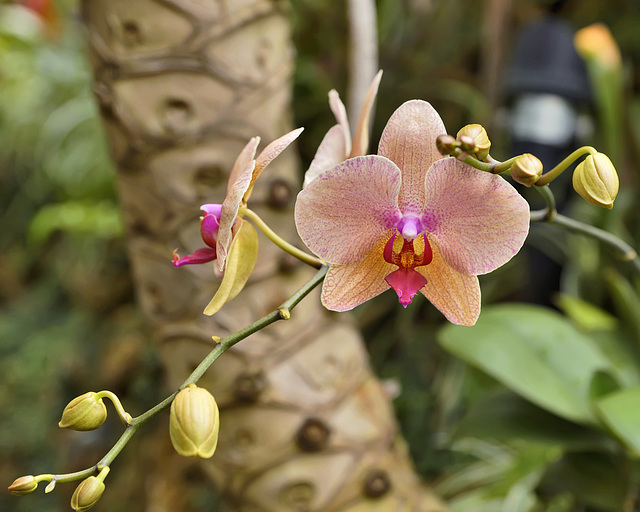 Phalenopsis "Exotic Fire" – Phipps Conservatory, Pittsburgh, Pennsylvania