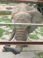 Elefantin Wankie (Opel-Zoo)
