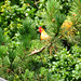 After an attack by a cat, this rooster spends some time in a tree