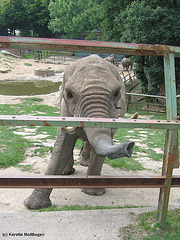 Elefantin Wankie (Opel-Zoo)