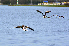 Some geese flying away
