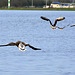 Some geese flying away