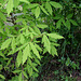 26-Acer sp triflorum ou cissifolium ?