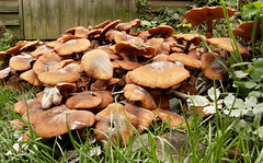 Fungi, a week later