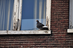 Pidgeon and unpainted window