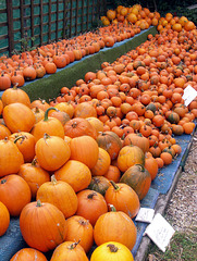 Early pumpkins
