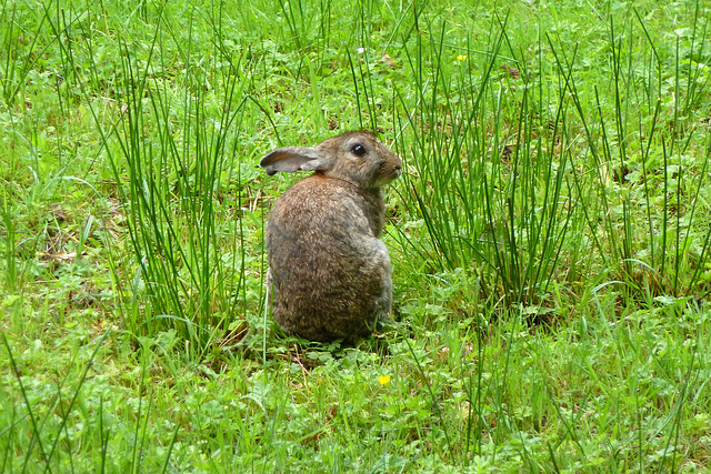 Animals around the office – Rabbit