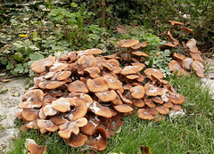 Fungi, a week later