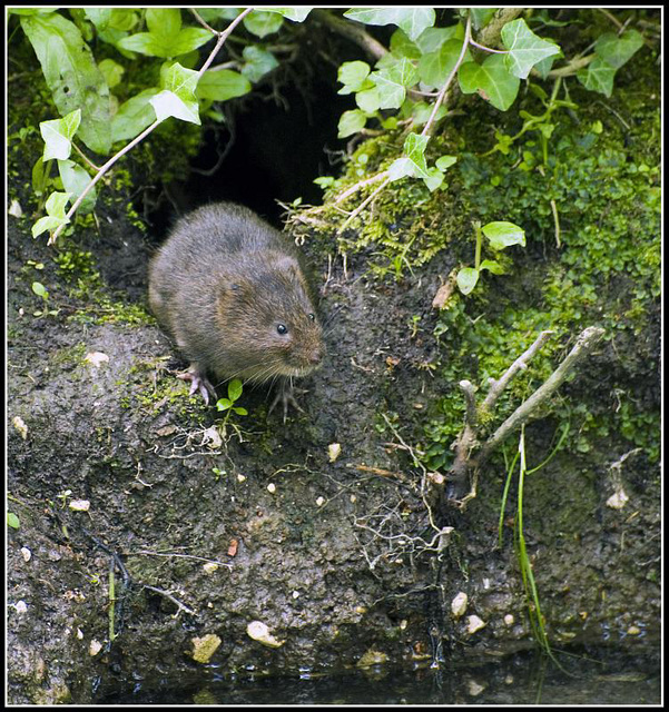 arundel - water vole