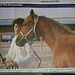 Dubai 2012 – Horse practising aloofness
