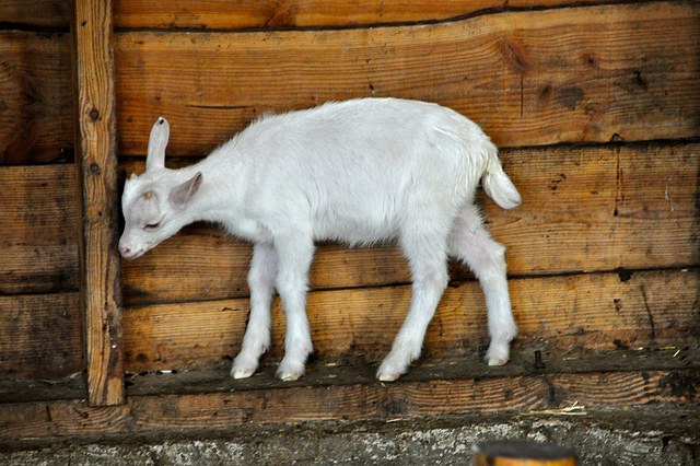 Boerderij 't Geertje – Young goat