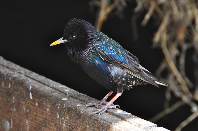 Boerderij 't Geertje – Common Starling