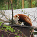Kleiner Panda (Opel-Zoo)