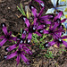 Iris reticulata 'Pauline '