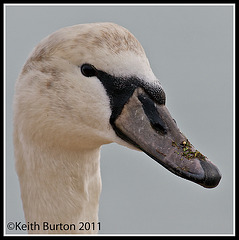 Swan Portrait (2)