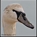 Swan Portrait (2)