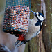 You pay peanuts.......................you get Woodpeckers
