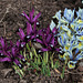 Iris reticulata 'Pauline ' (2)