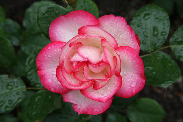 Rainy day rose
